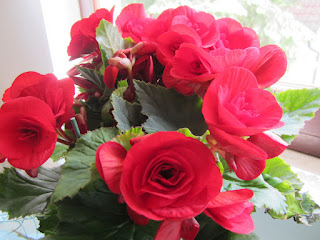 Kater Jackys Blog Mai 2012