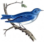 Pretty Blue Bird
