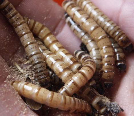 gusanos.jpg