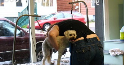 Charlie Loves Halifax And He Wants It To Be Dog Friendly