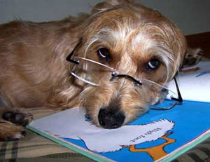 Health Care For Your Older Dogs Health Care For Your Older Dogs