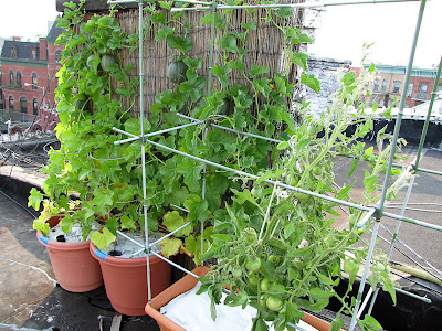 Bucolic Bushwick Rooftop Vegetable Container Garden 2011