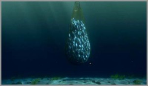 finding nemo boat