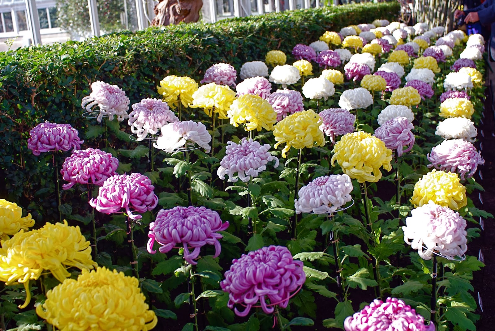 NYC ♥ NYC The Art of the Japanese Chrysanthemum at the New York