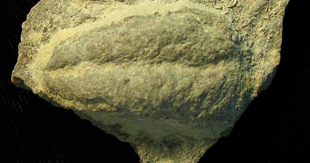 Louisville Fossils and Beyond Rusophycus Trilobite Burrow