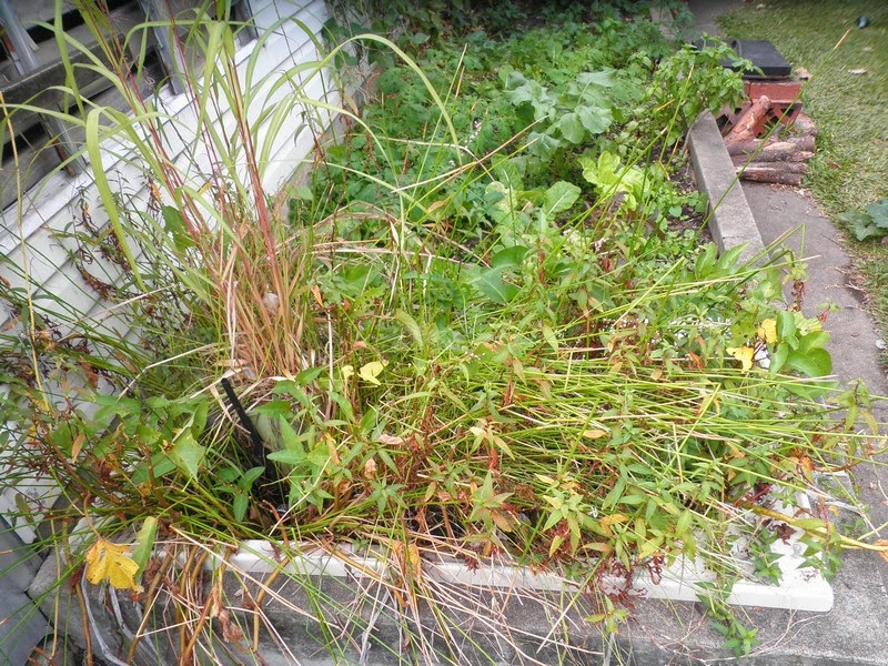 Recycled bath tub - A small ecosystem in a garden 6 Recycled bath tub - A small ecosystem in a garden