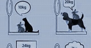 cat and rabbit weight 10kg puzzle
