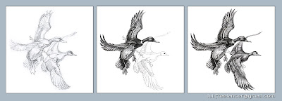 wild ducks drawing stages by Igor Lukyanov (cross-hatching)