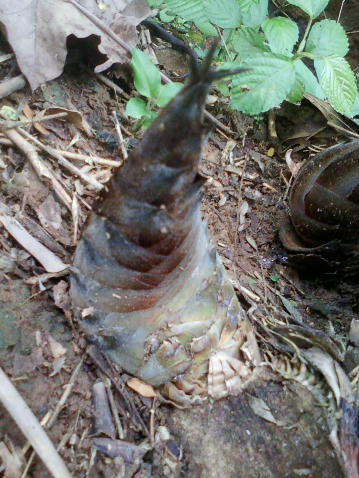 SERIUS TAPI SANTAI Tunas Bambu / Rebung Pencegah Penyumbatan Pembuluh