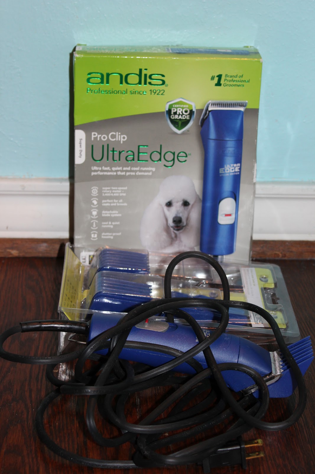 Goldilocks & Her Doodle Shearing a Big 'Ole Sheep (Goldendoodle!)