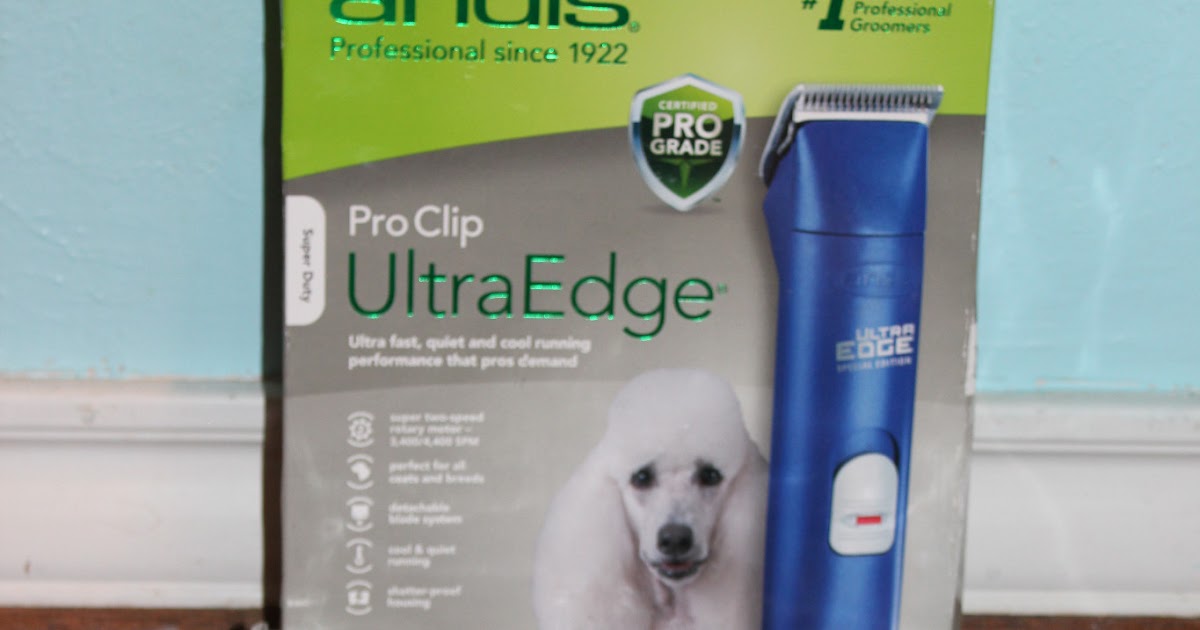 Goldilocks & Her Doodle Shearing a Big 'Ole Sheep (Goldendoodle!)