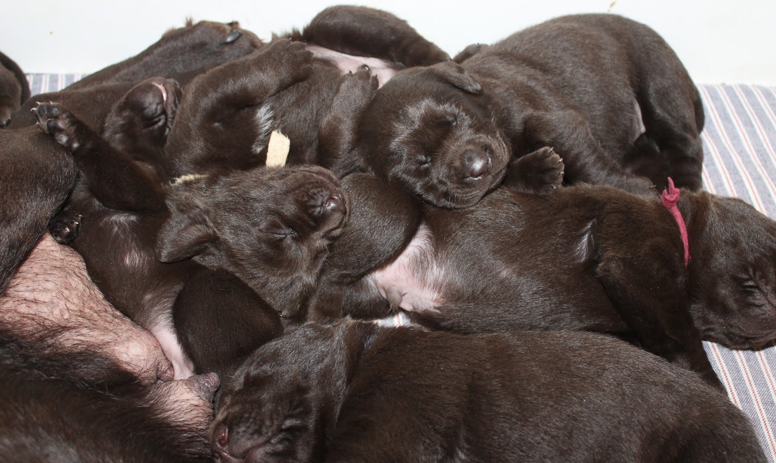 BUCK MOUNTAIN LABRADORS THIS IS THE MEANING OF "DOG PILE"
