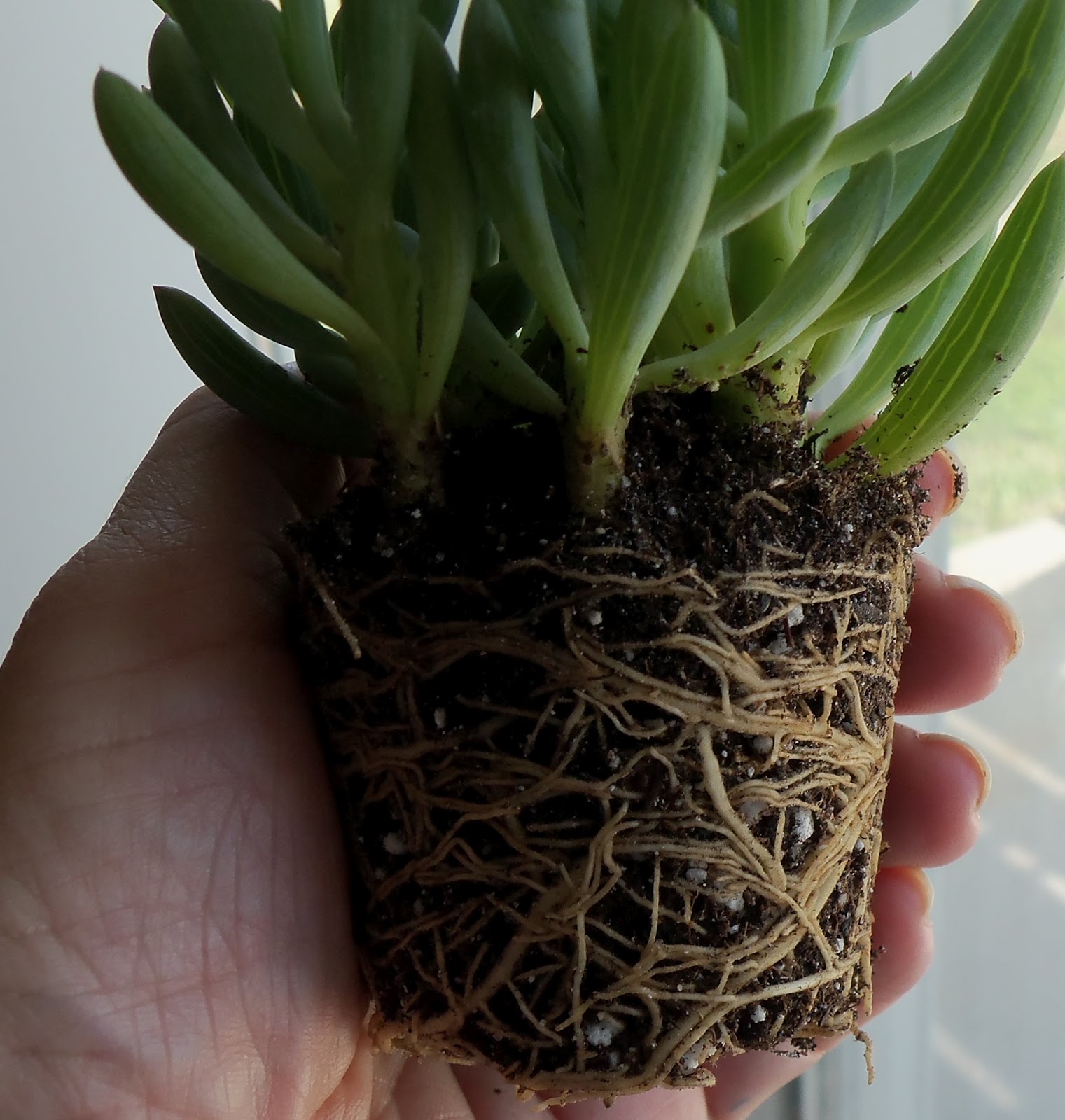 My Life Among the Lithops (and Other Strange Plants