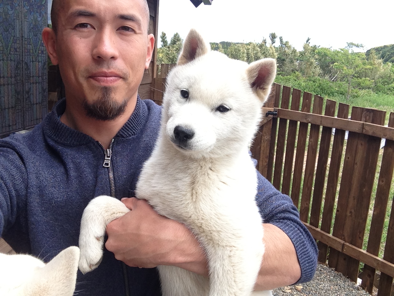 The Nihon Ken: A Gaggle of Hokkaido Puppies