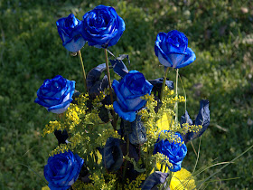 Knumathise Real Blue Rose Bush Images