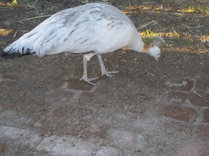 A White Peacock on "Oude Molen Village" estate in Pinelands.