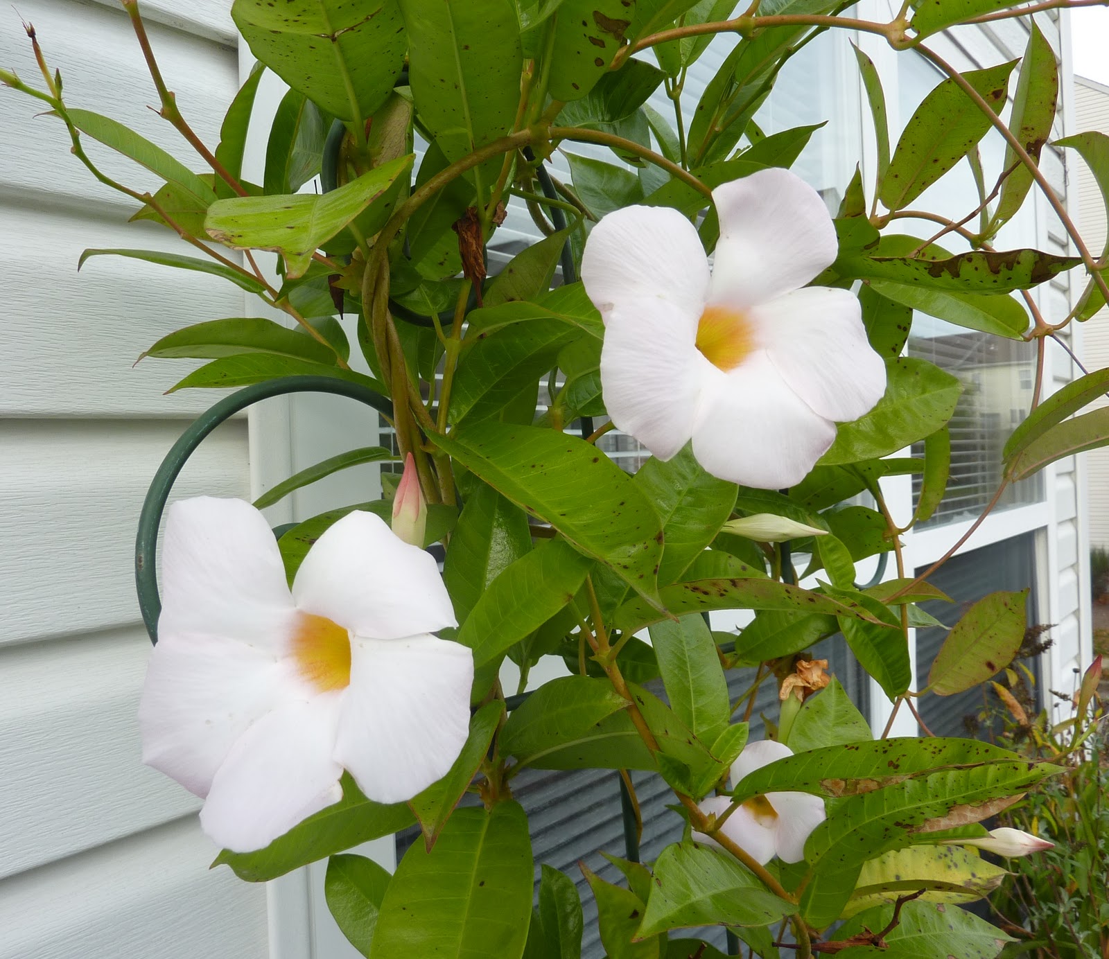Flat Bottom Flowers Last Days of Mandevilla