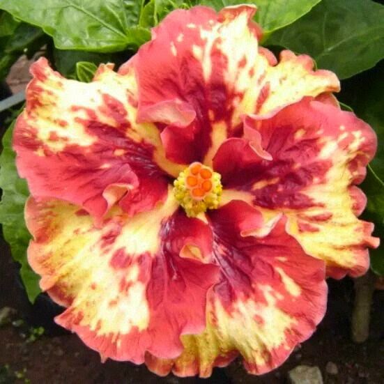 Hibiscus/Joba flower_016