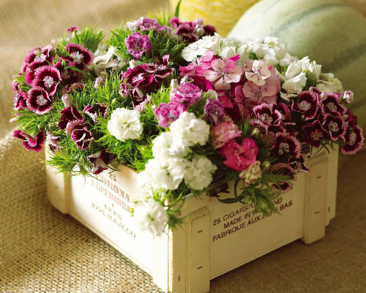 Flowers Wallpapers | Flores wallpapers - Fondos de pantallas de Flores