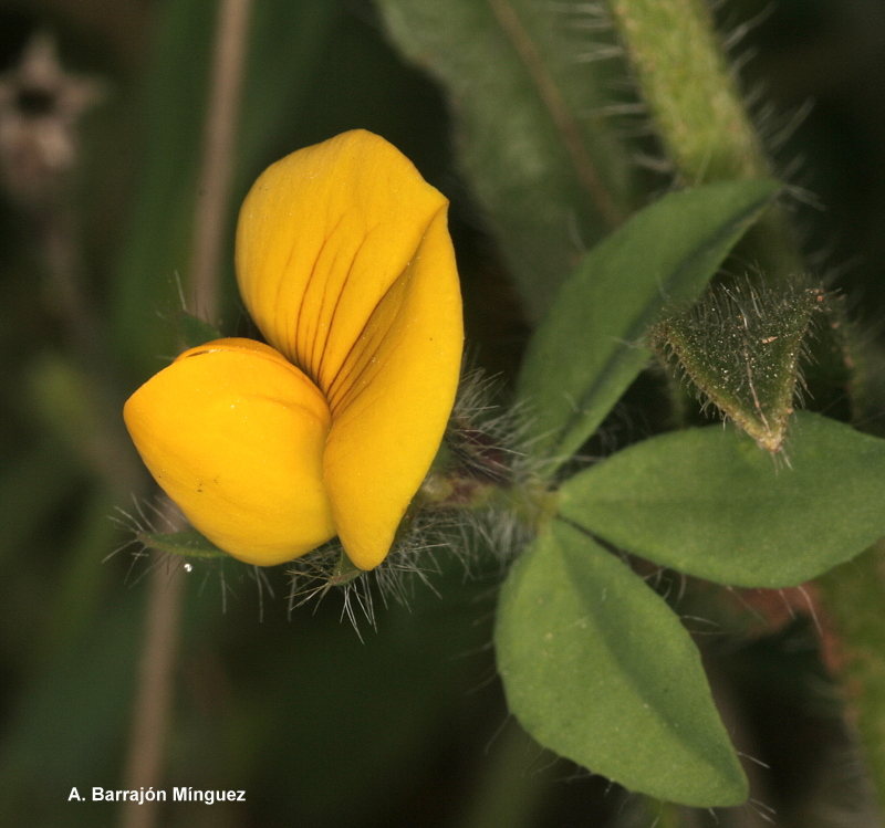 Naturaleza Viva Lotus edulis L. Fam Fabaceae