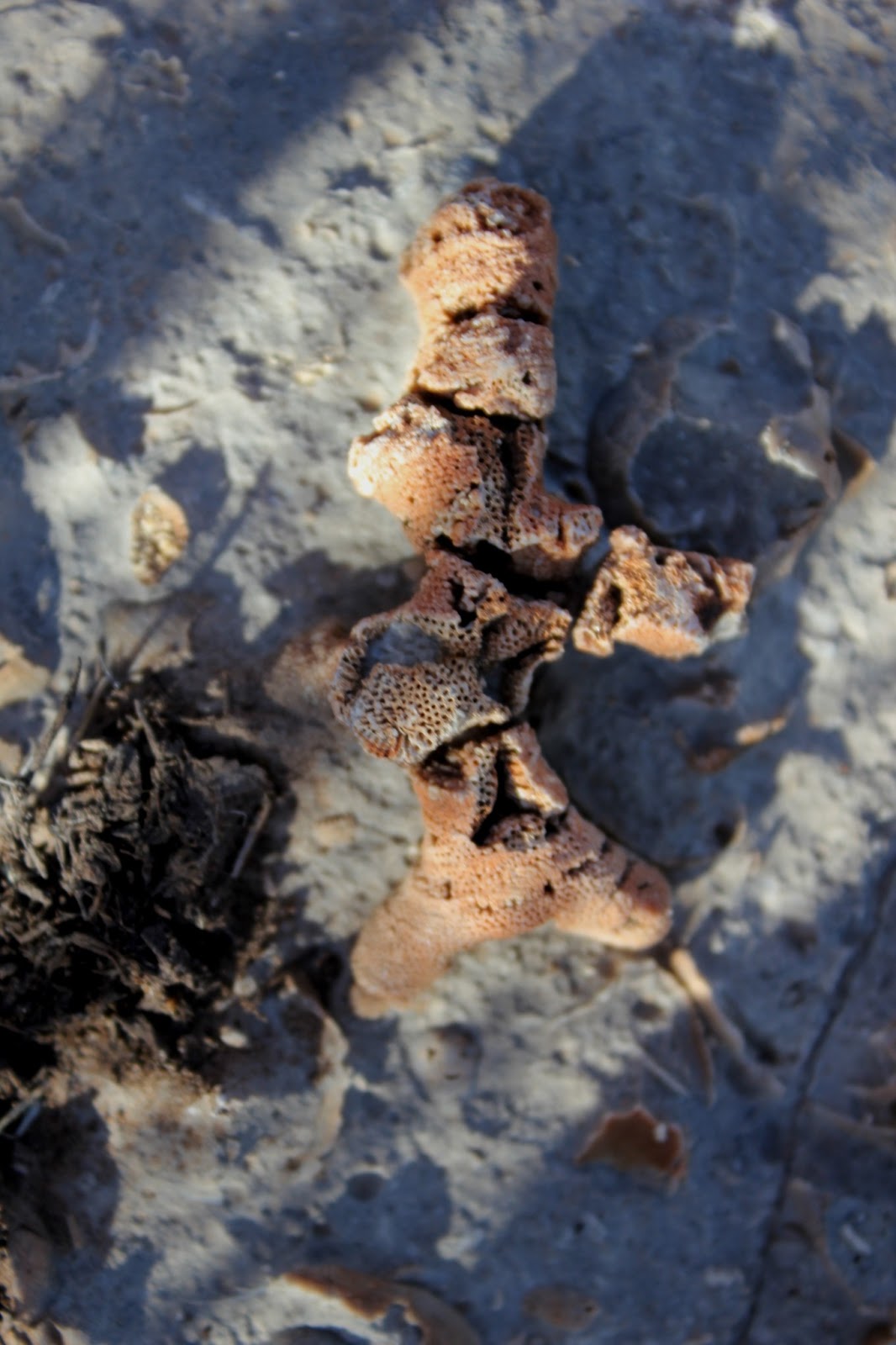 Guadalupe Mountains National Park Desert fossils in the winter The