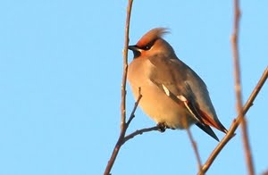 Bohemian Waxwing