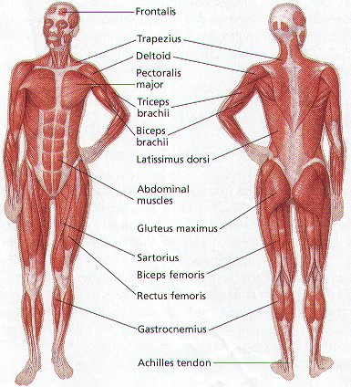 Involuntary Muscles In The Human Body
