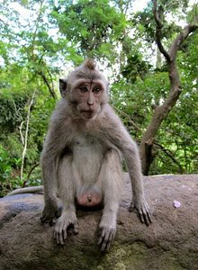 Cara Mengusir Monyet Dari Ladang Kelapa Sawit Kelapa Sawit