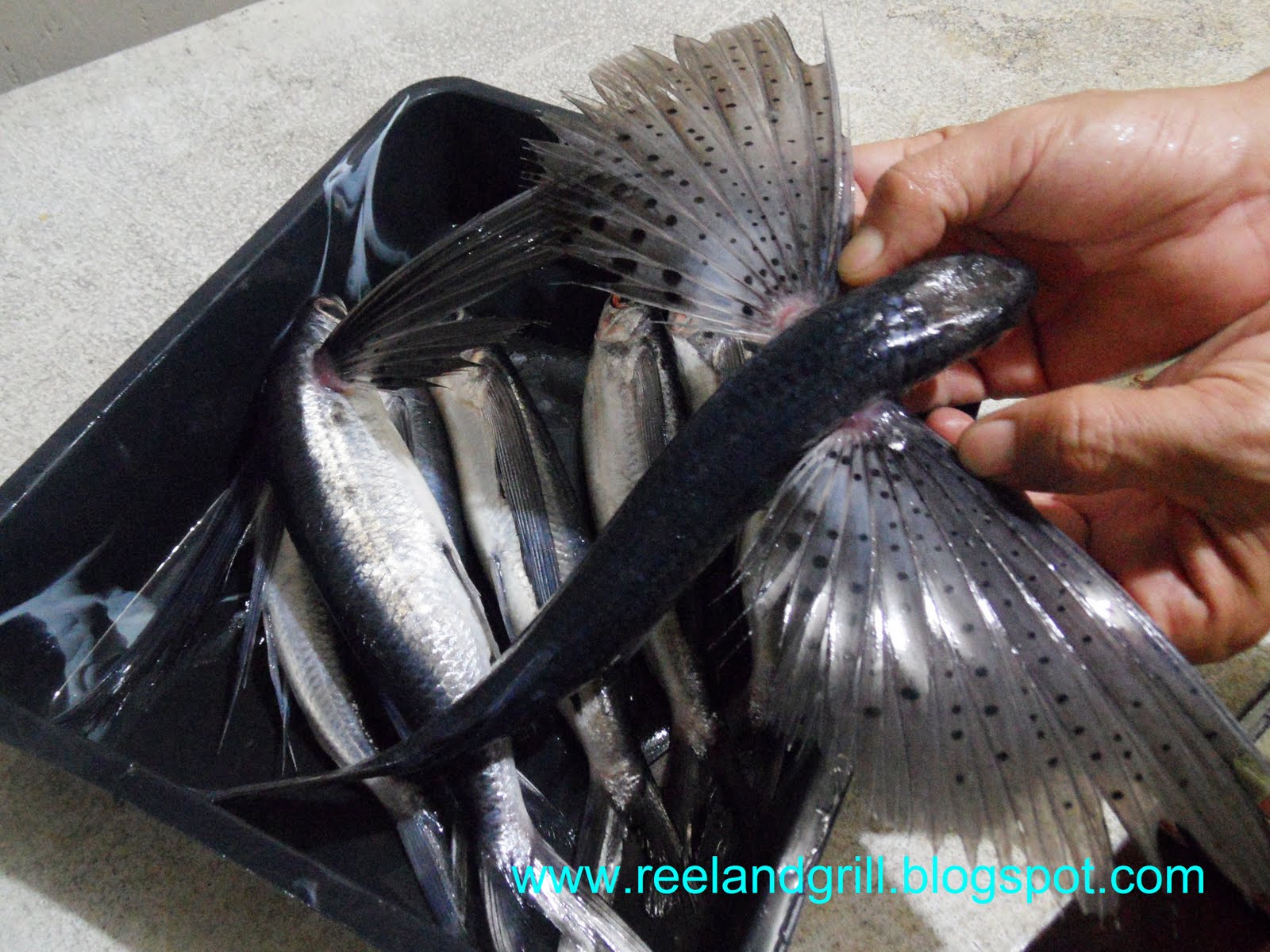 Reel and Grill Daing na Flying Fish o Bolador (Fried Vinegar & Garlic