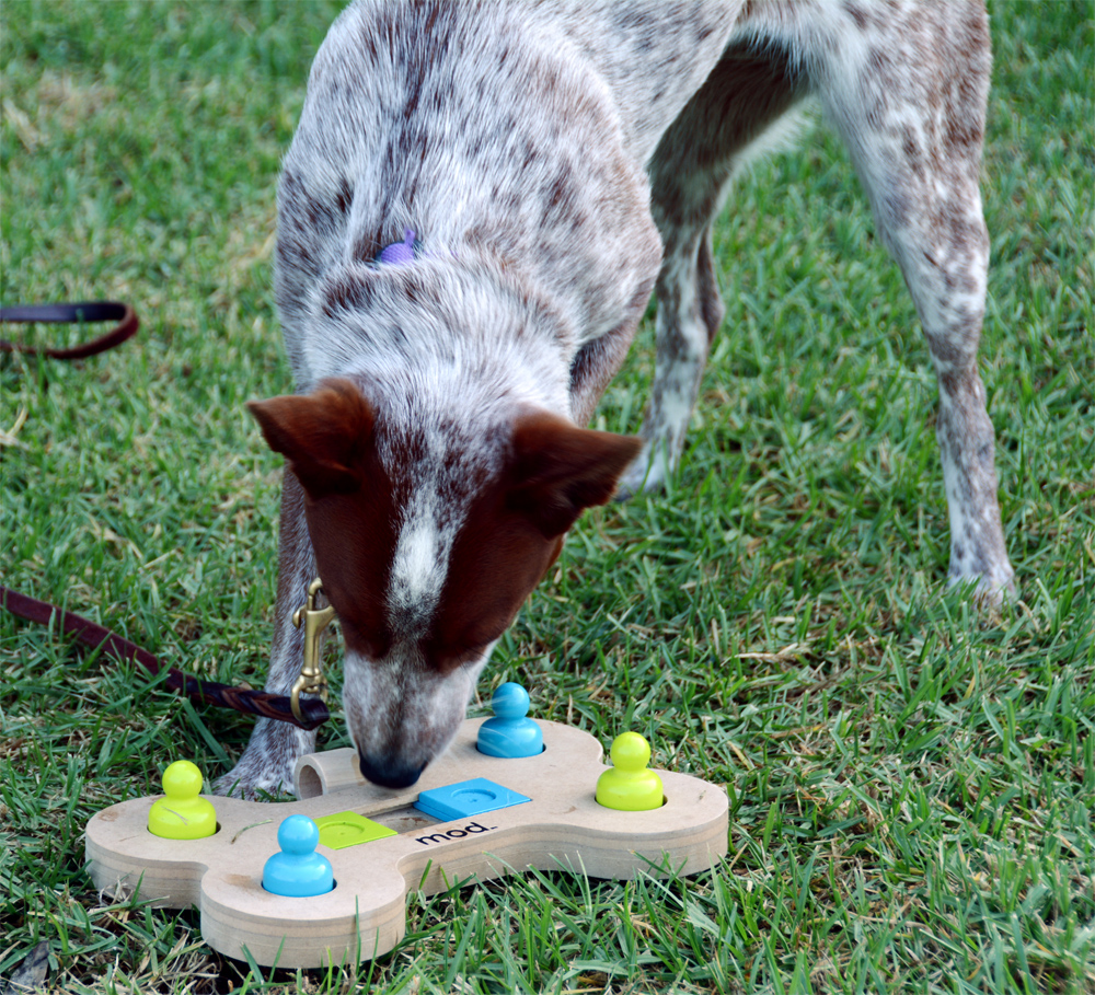 The Dog Geek: Puzzle Toy Review: Mod Dog Puzzle