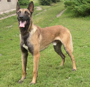 Belgian Malinois (Shepherd