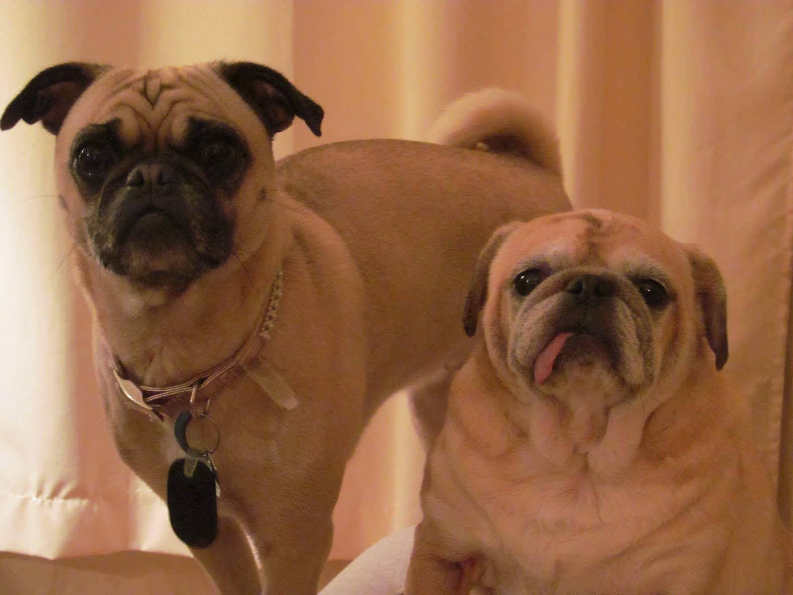 Welcome to Pug Reality TV