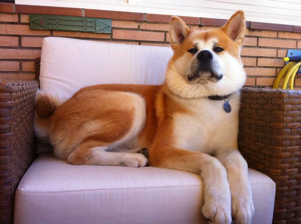 Su perro, su amigo Perros famosos "Hachiko"