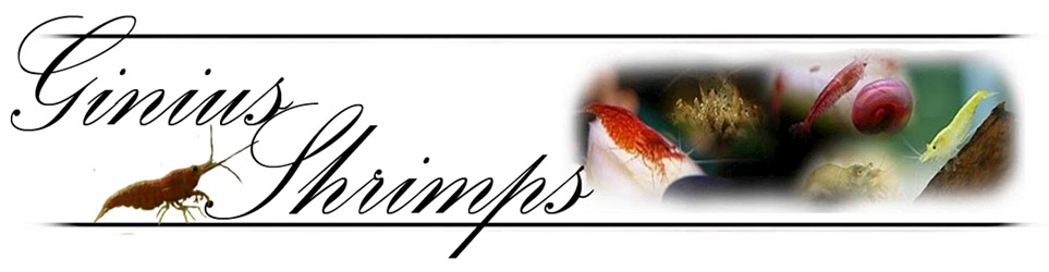 ginius shrimp