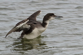 Colimbo grande, Gavia immer, Great Northern Diver