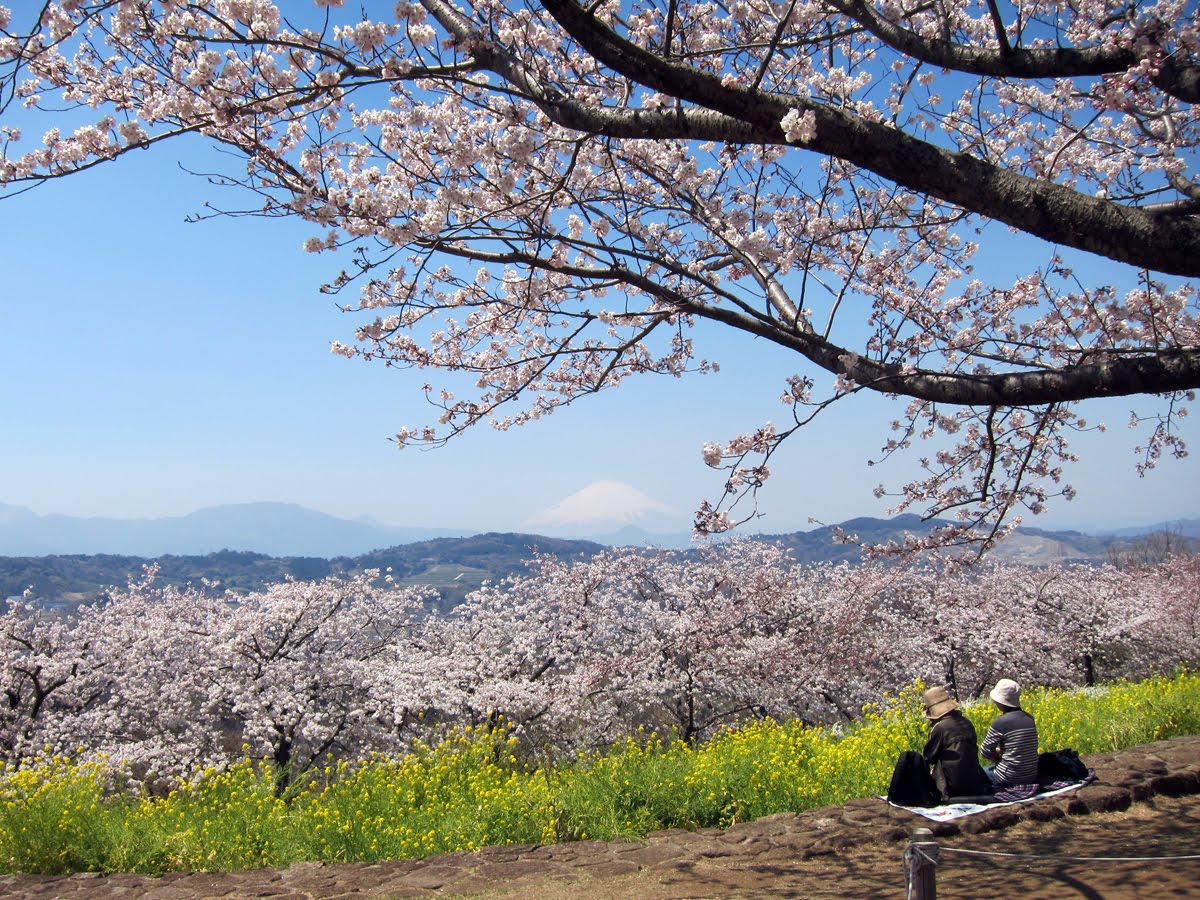 visibeau japon Azumayama Park with Sakura 吾妻山公園の桜