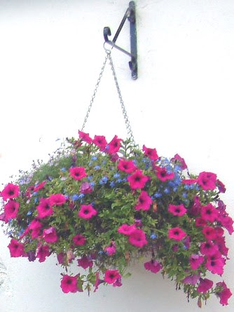 Flowers Blanes: Cestas Colgantes