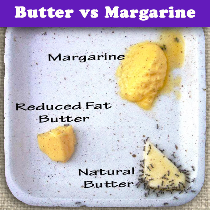 the difference between butter and margarine the difference between butter and margarine