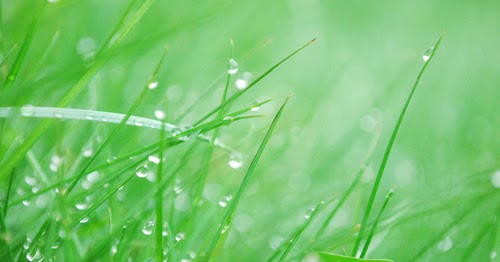 Invernablog: Consejos para el césped en septiembre