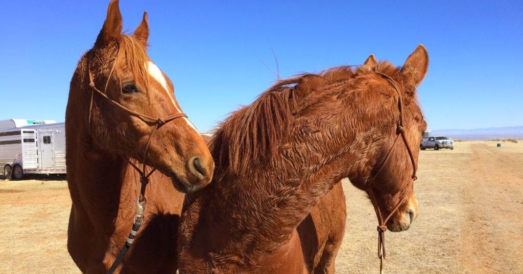 Alasan Kuda Memakai Tapal Besi - kepodunia