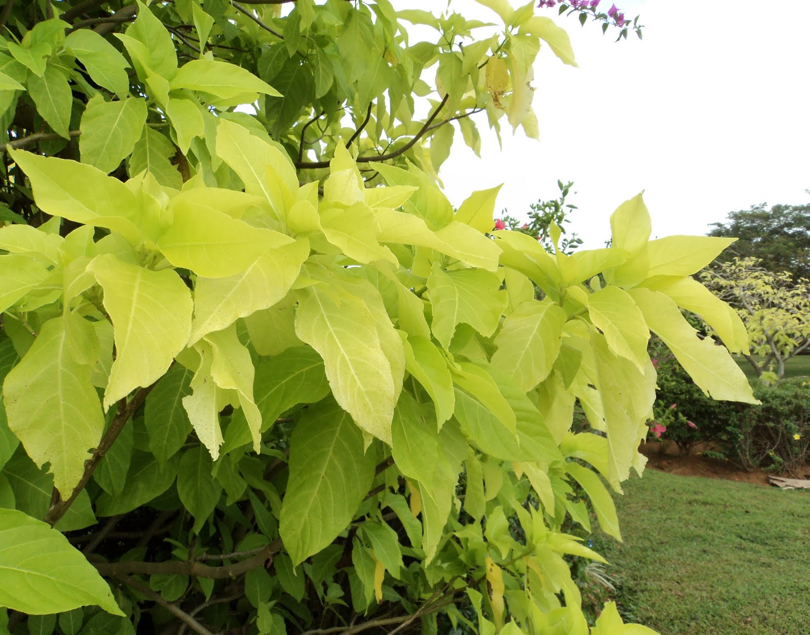 Vriksha Nursery 20 plants that survive at the Mumbai seaface...!
