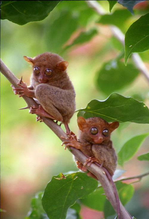 Amazing Tarsier World's Smallest Primate Tarsier Facts, Photos
