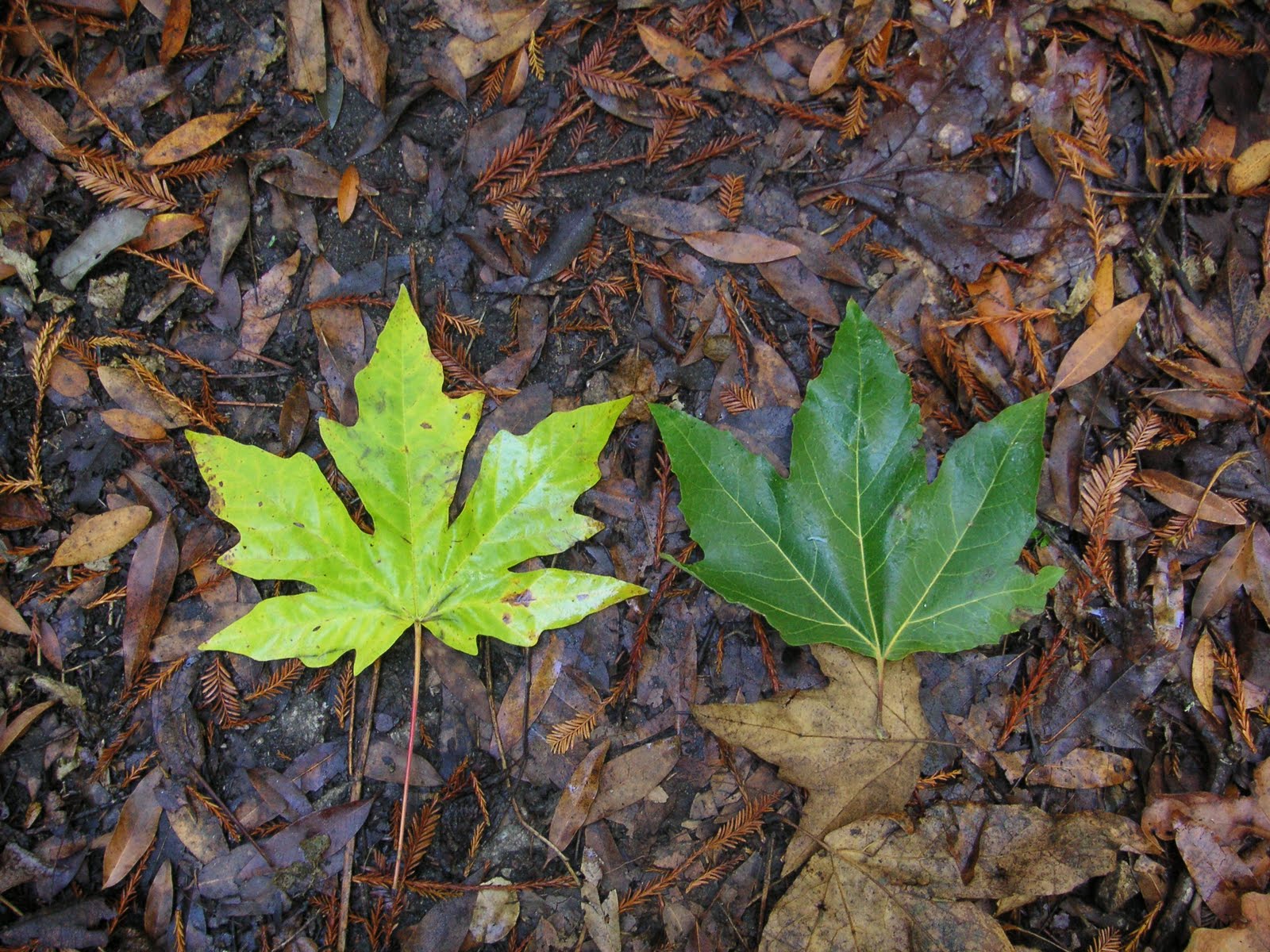 Nature ID bigleaf maple and CA sycamore 11/19/11 Garland Ranch