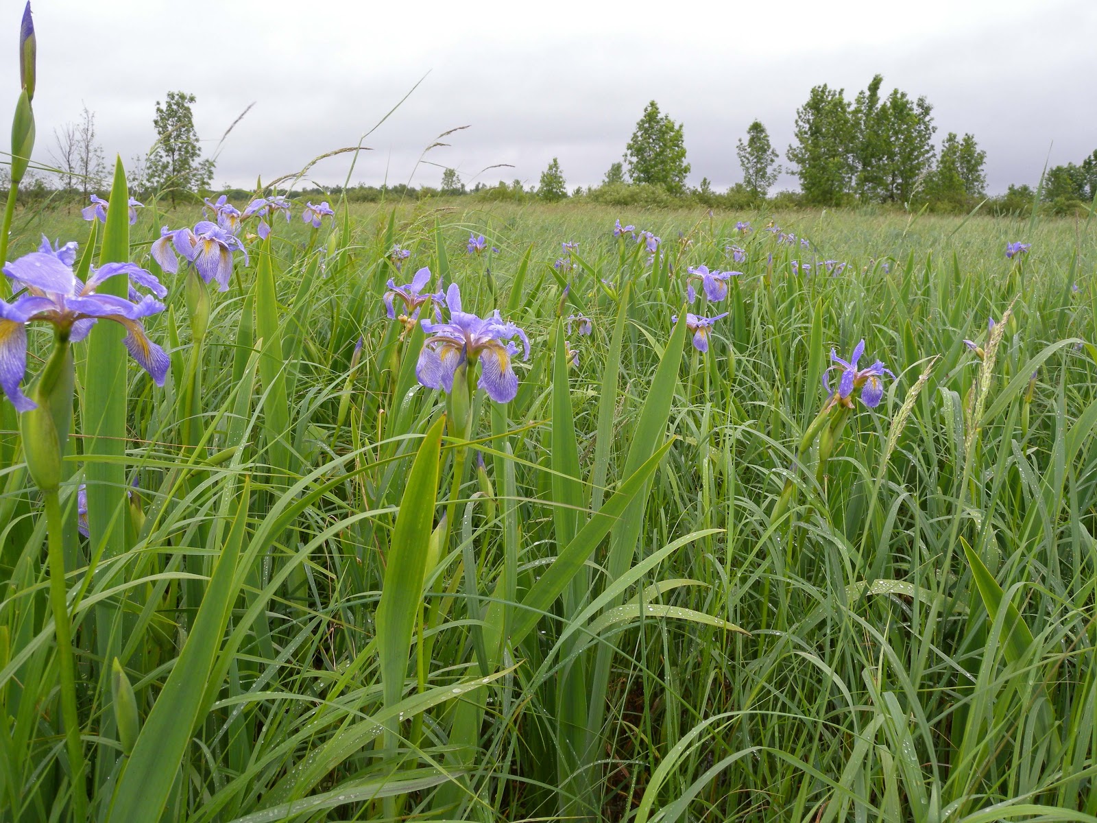 Winnebago Conservation Photography Plant of the Week Blue Flag Iris