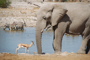 Watering Hole