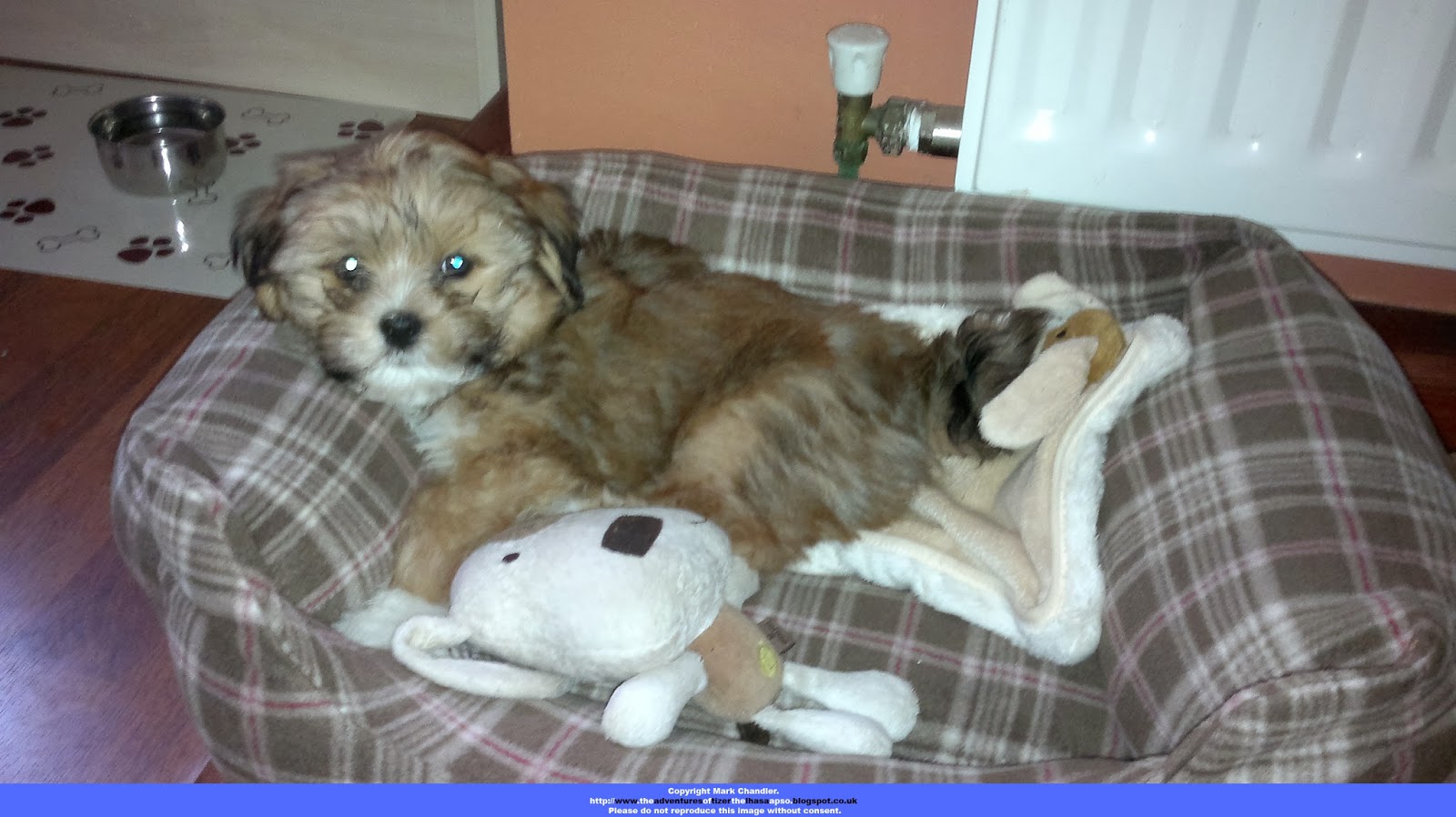 Tizer the Lhasa Apso Lazing in my Bed The Adventures of Tizer the