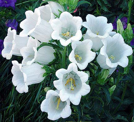 Canterbury Bells