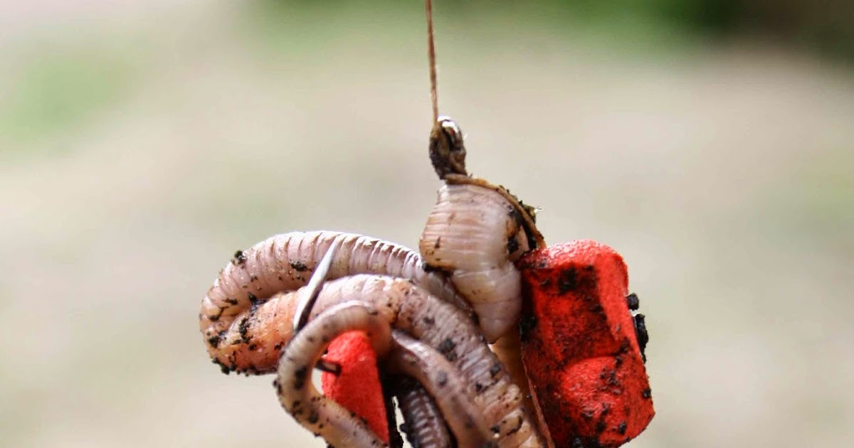 Duncan Charmans World of Angling Now is the time to catch catfish on