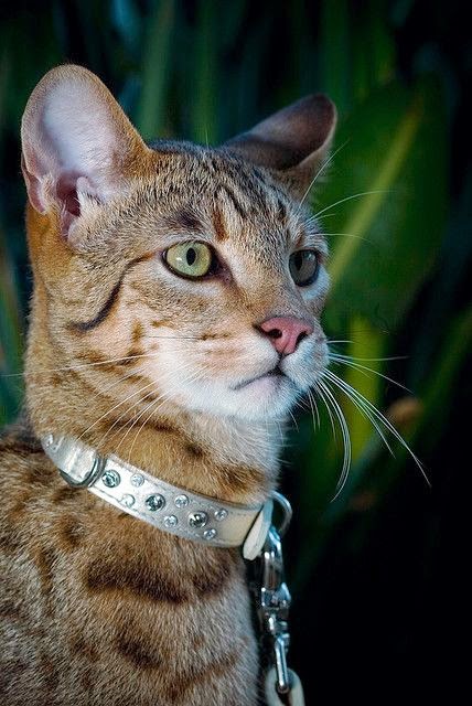 Top 5 Most Expensive Cats in the World