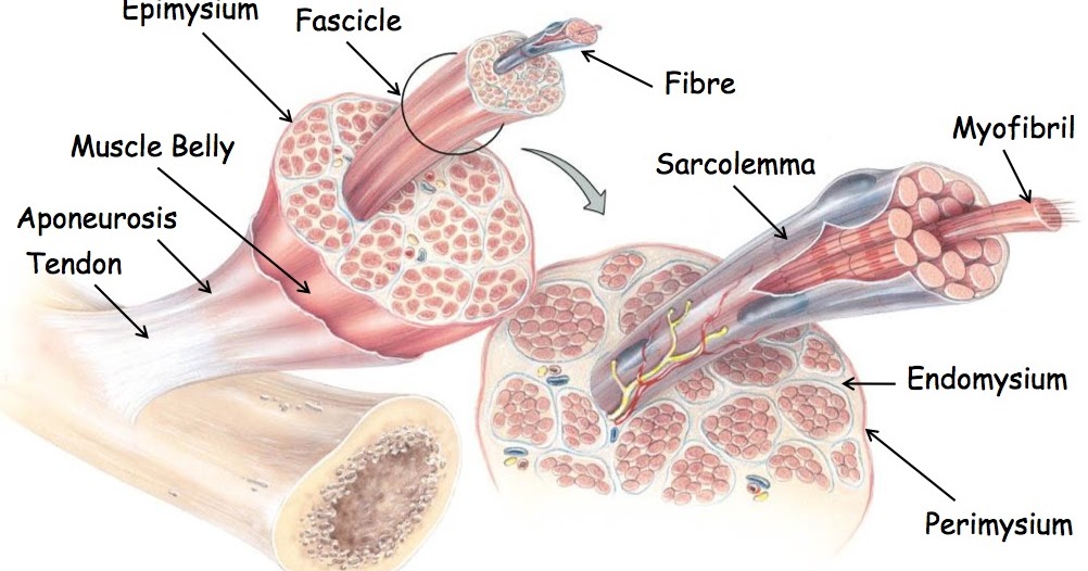 are muscles made of tendons